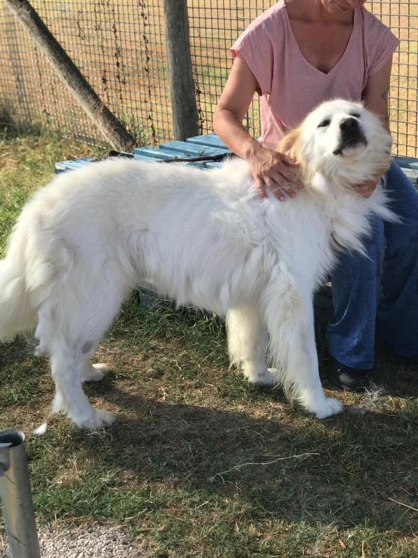 Gerardo splendido derivato Golden retriever Foto 6